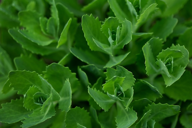 Groene bladeren van een plant