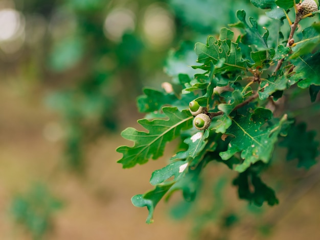 Groene bladeren van eiken en eikels