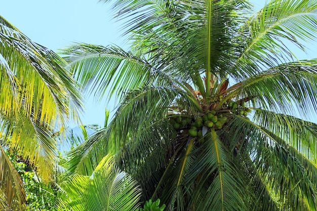 Groene bladeren van exotische palmen