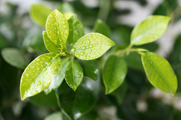 Groene bladeren van ficus met waterdruppels