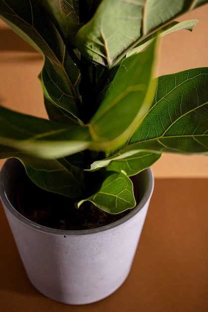 Foto groene bladeren van fiddle vijg of ficus lyrata fiddleleaf vijgenboom de populaire sier tropische huis...