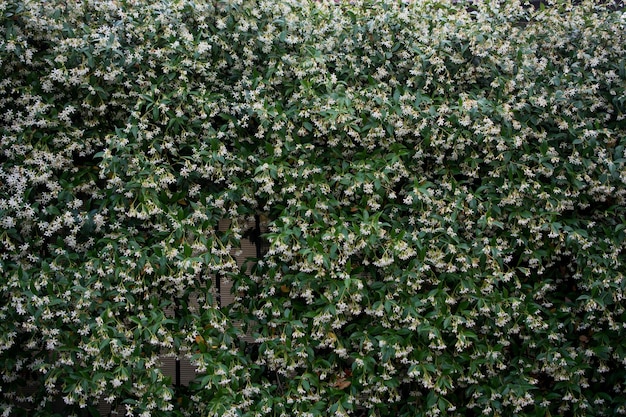 Groene bladeren van het lenteseizoen