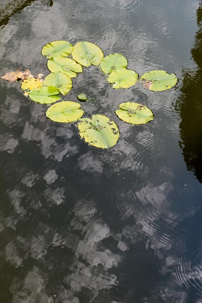 Foto groene bladeren van het lenteseizoen