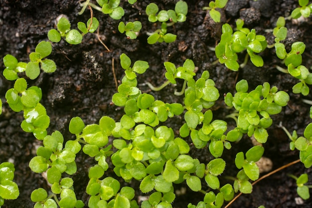 Groene bladeren van jonge planten als achtergrond