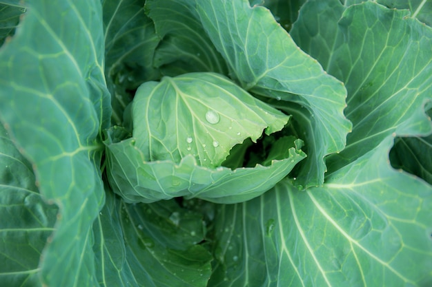 Groene bladeren van kool op percelen met textuurachtergrond.