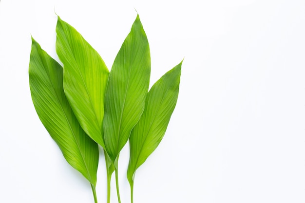 Groene bladeren van kurkuma op wit.