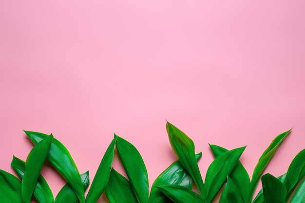 Groene bladeren van lelietje-van-dalen als een bloemenrand met een platte kopieerruimte met roze geïsoleerde b...