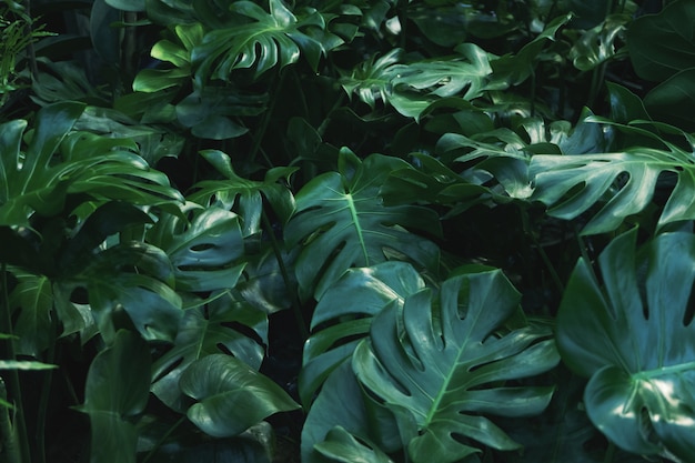 Groene bladeren van Monstera philodendron plant