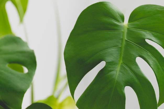 Groene bladeren van Monstera