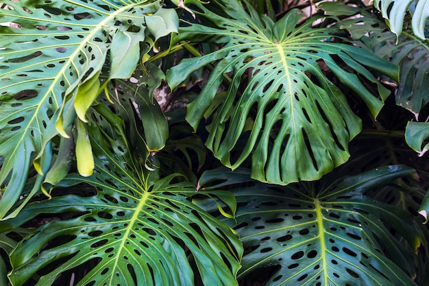 Foto groene bladeren van mooie monstera philodendron plant groeit wild in een tropisch bos