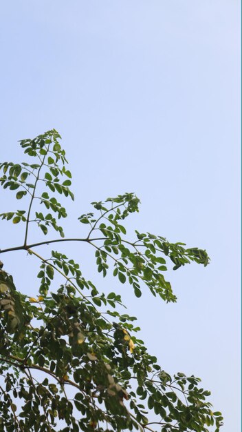 Groene bladeren van moringa