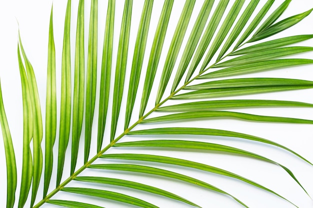 Groene bladeren van palmboom op witte achtergrond