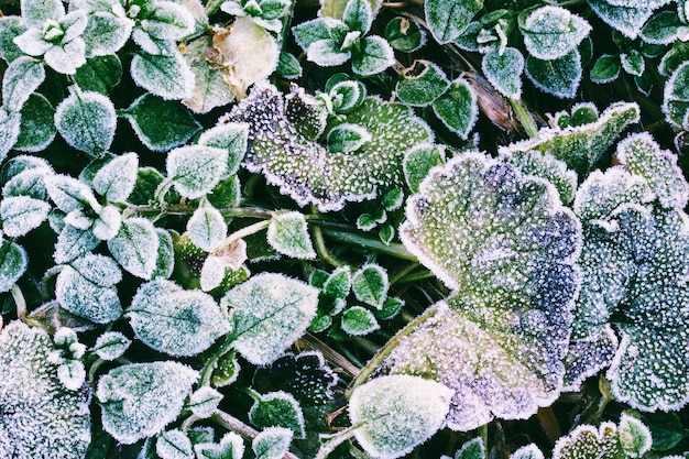 Groene bladeren van planten bedekt met vorst, bovenaanzicht