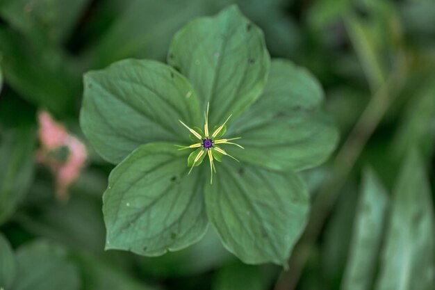 Foto groene bladeren van planten in de natuur