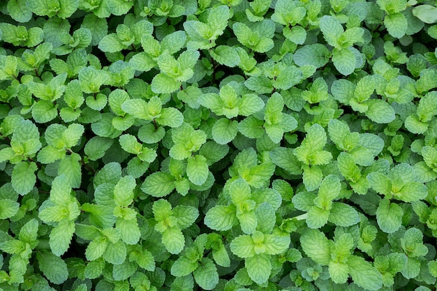 groene bladeren van planten.