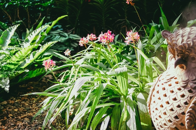 Groene bladeren van roze orchideebloem groeien versieren in de tuin