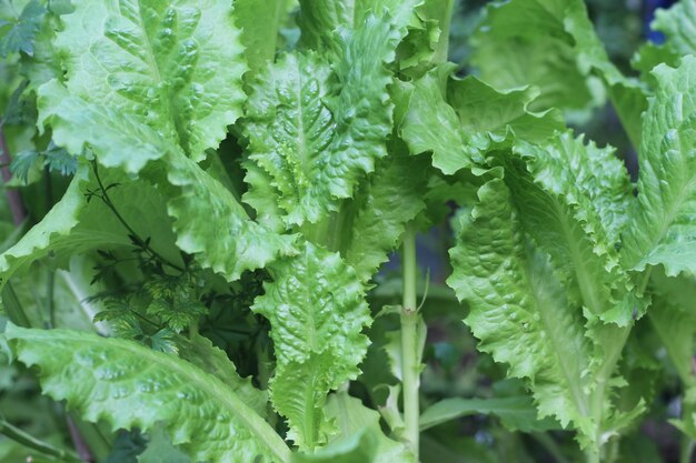 Groene bladeren van slaplanten die op een kasachtergrond groeien