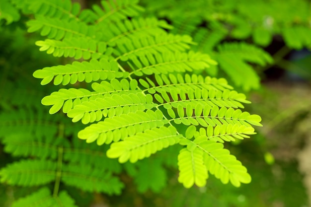 Groene bladeren van tropische acaciaboom Close-up tropische achtergrond