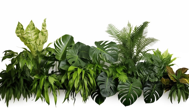 Groene bladeren van tropische planten bush monstera palm witte achtergrond geïsoleerd