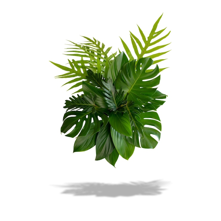 Foto groene bladeren van tropische planten struik bloemstuk binnenshuis tuin natuur achtergrond geïsoleerd