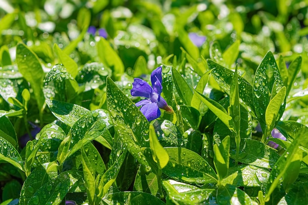 Groene bladeren van Vinca plant met paarse bloemen na regen onder zonlicht.