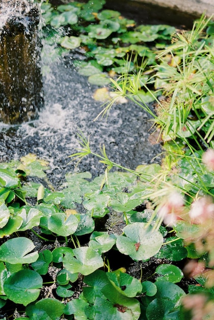 Foto groene bladeren van waterlelies in een fontein met water close-up