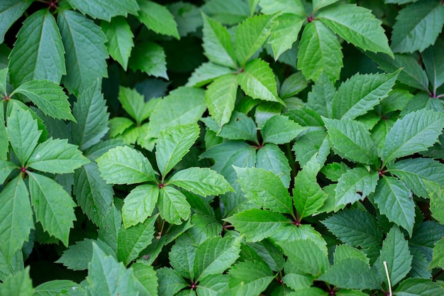 Groene bladeren van wild grapeBackground-gebladerte