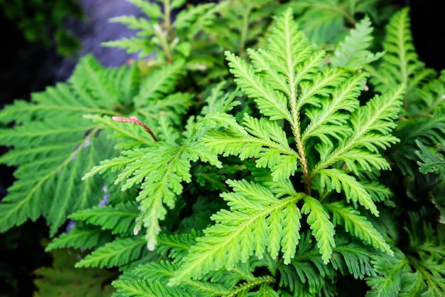 Groene bladeren varen textuur achtergrond.