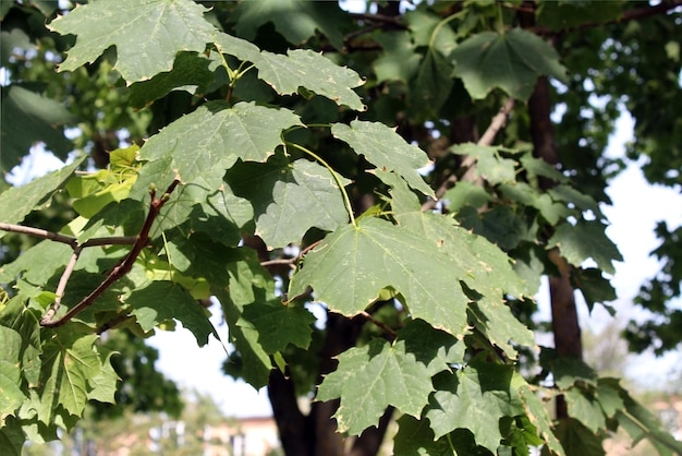 Groene bladeren verlicht door zonlicht.