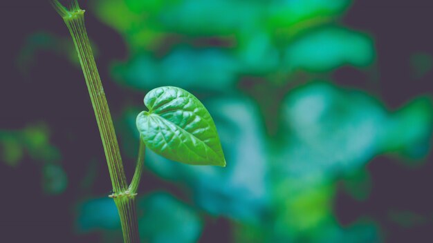 Groene bladeren verse lente aard achtergrond