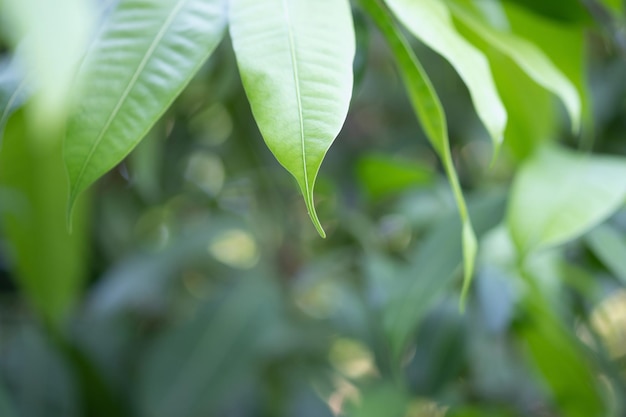 Groene bladeren voor achtergrond Mooie groene bladeren eco concept