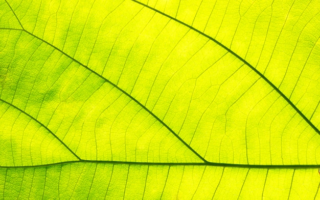 Foto groene bladeren voor achtergrond