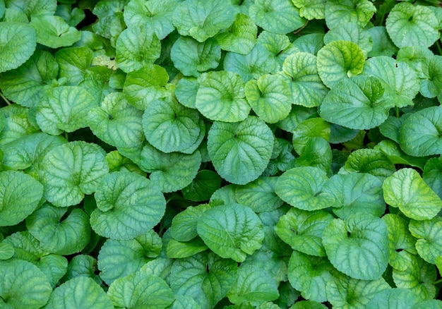 Groene bladeren voor achtergrond