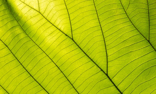 Groene bladeren voor de achtergrond