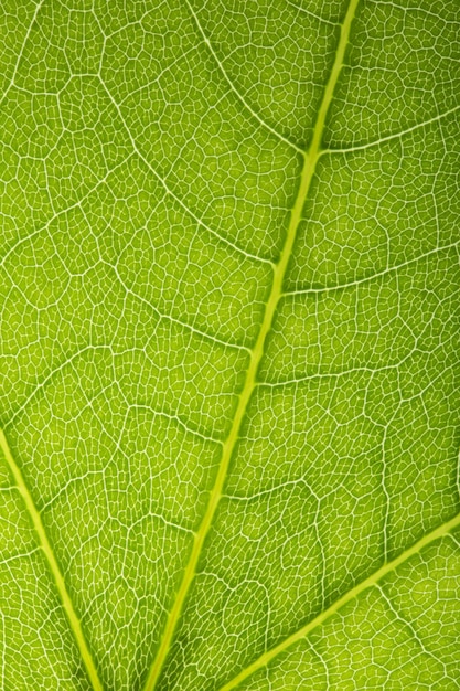 Groene bladeren vormen op een mooie achtergrond