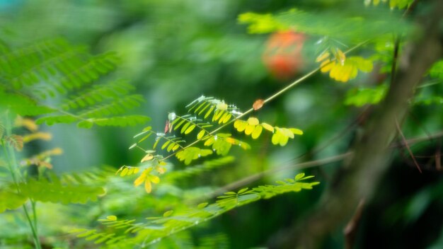 Groene bladeren zachte focus