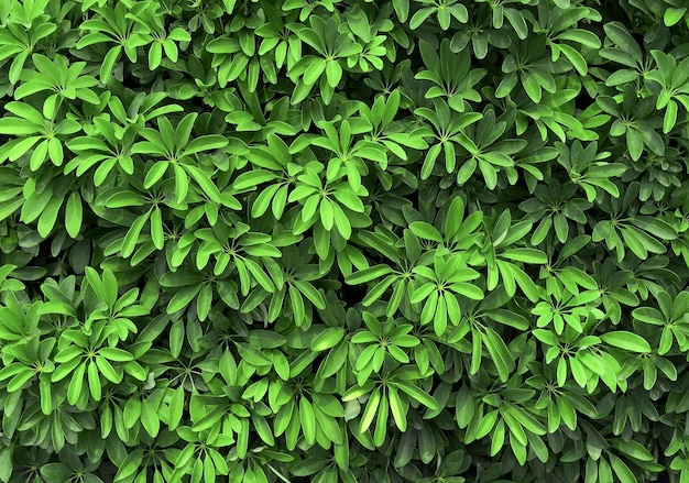 Foto groene bladeren zwarte grond in het zonlicht