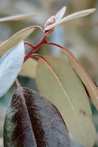 Foto groene bladeren