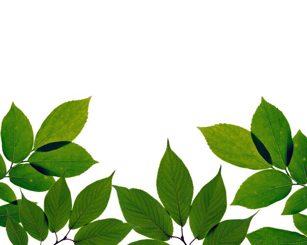 Groene bladeren