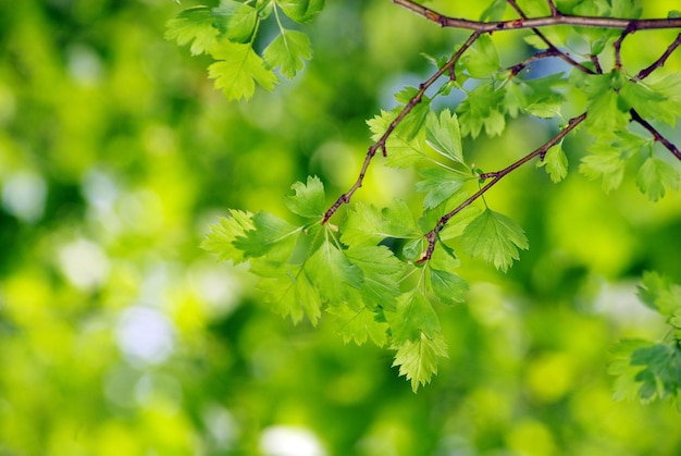 Groene bladeren