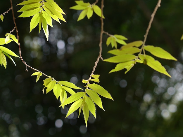 Groene bladeren