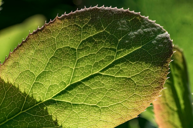 Groene bladeren