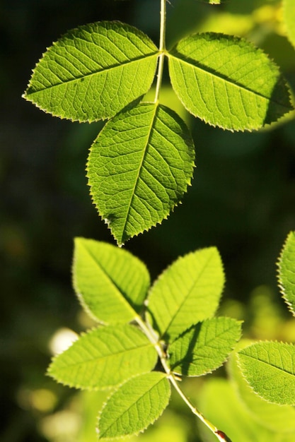 Groene bladeren