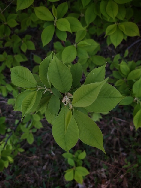 Groene bladeren