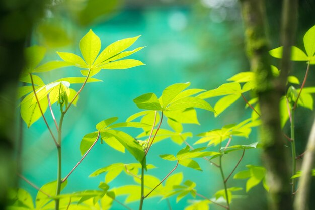 Groene bladeren