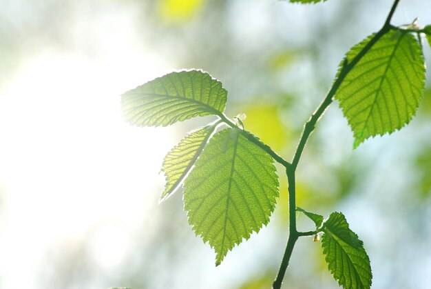 Groene bladeren