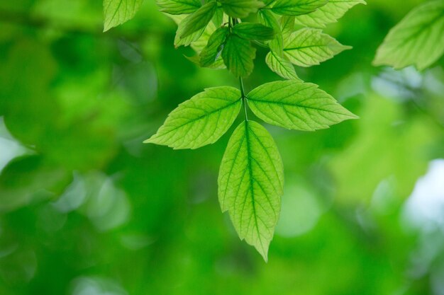 Groene bladeren