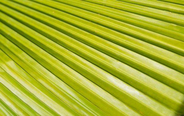 Foto groene bladerenaard