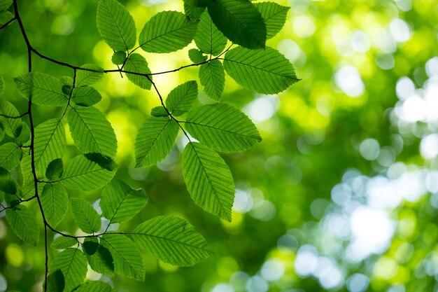 Groene bladerenachtergrond in zonnige dag