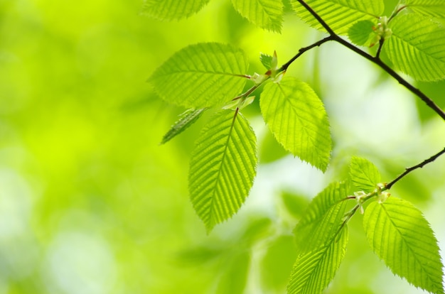 Groene bladerenachtergrond in zonnige dag